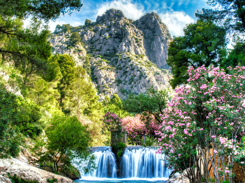 Spain Blooming Field