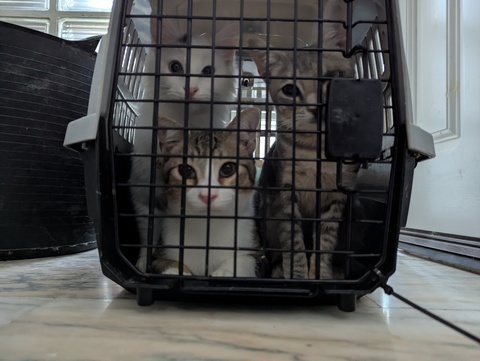 Cat Shelter